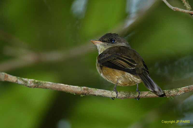Contopus latirostris